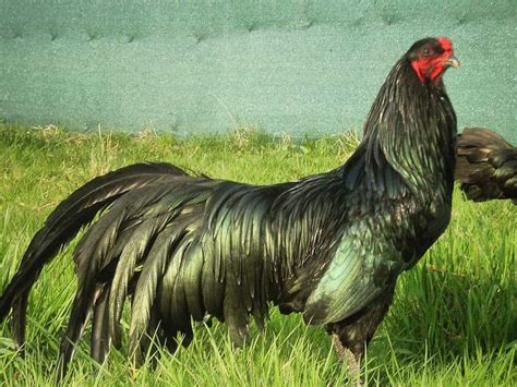 breeds of roosters for fighting|Gamefowl: Unique Breeds of Fighting Roosters.